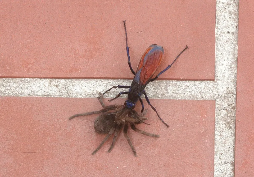 Arañas y avispas