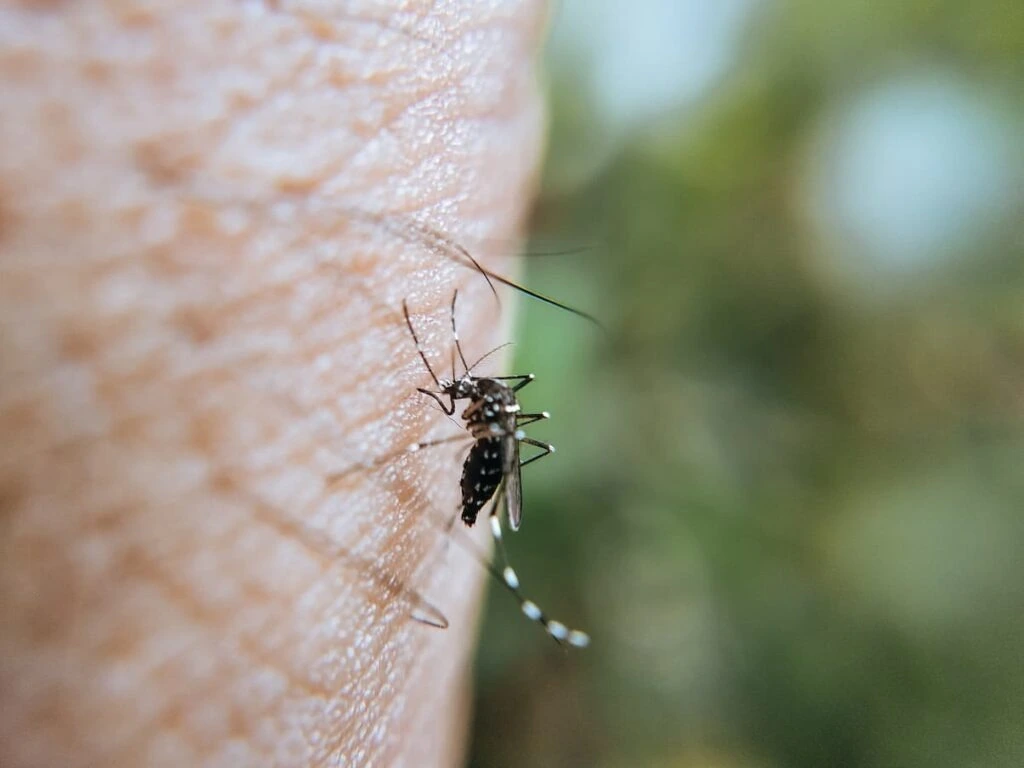 Mosquitos